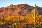 USA-Arizona-Sonoran Desert Tucson Mountains and saguaro cactus Art Print